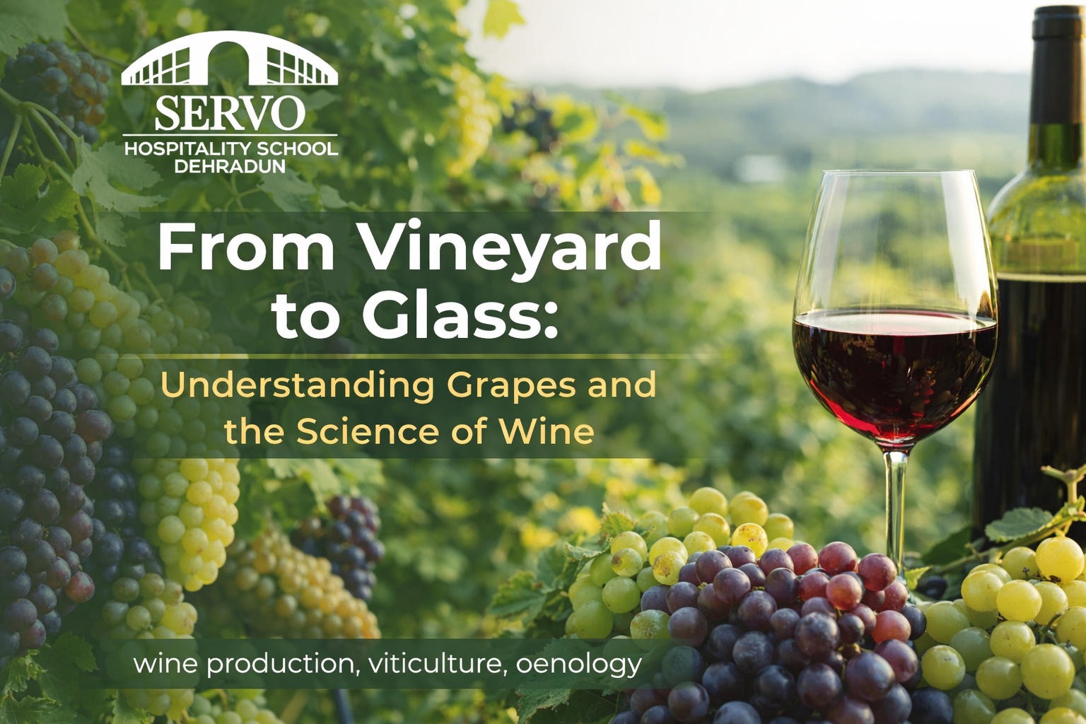 From Vineyard to Glass: Understanding Grapes and the Science of Wine